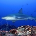 shark_galapagos_pm_ci_h_0009_cos2876.jpg